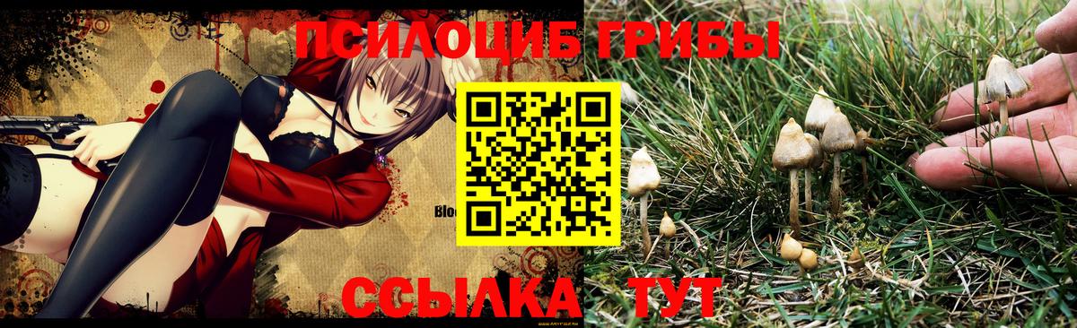 Псилоцибиновые грибы Magic Shrooms  как найти   Вязники  Вход с VPN 